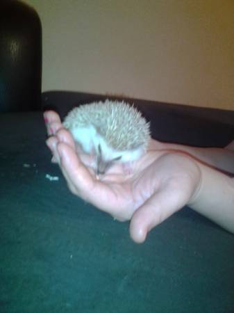 Hedgehog to good home (Ne Mpls)