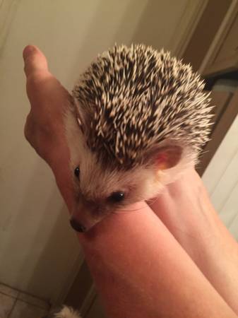 Hedgehog (West Fork)