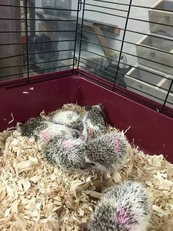 Hedgehogs to rehome (Olathe ks)