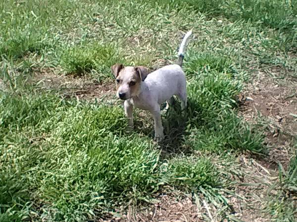 heeler male mix 3mos (south of denver 2