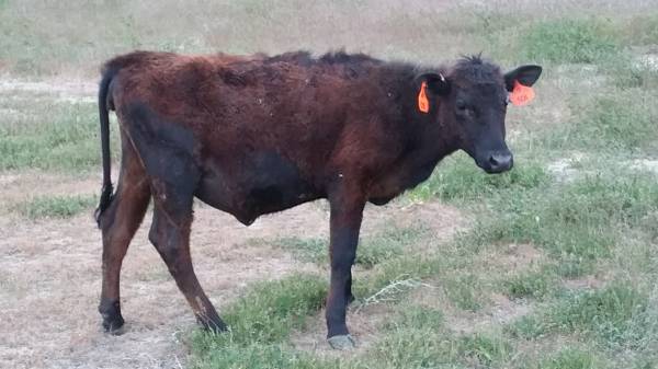 Heifer for your back yard pasture