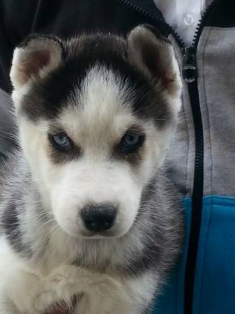 Hello I am looking to rehome my siberian husky