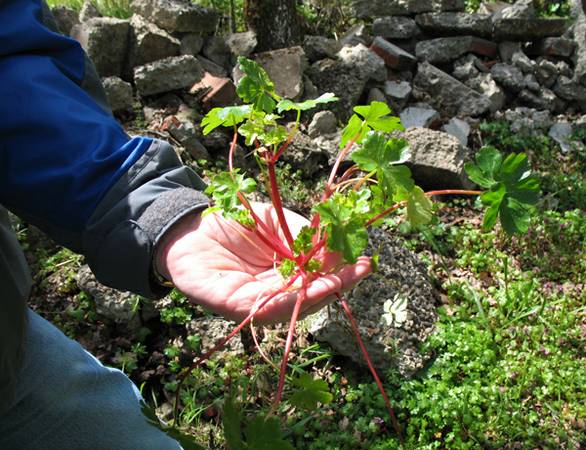 Help remove invasive shiny geranium before it goes to seed (LeRoy Haagen Park)