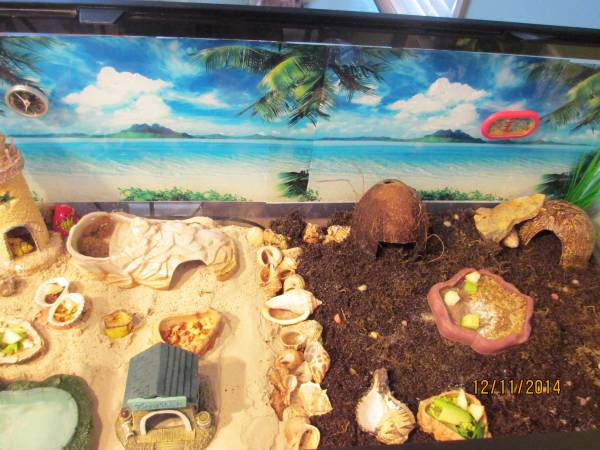 Hermit crabs, tank, food and all equipment needed... (Crystal)