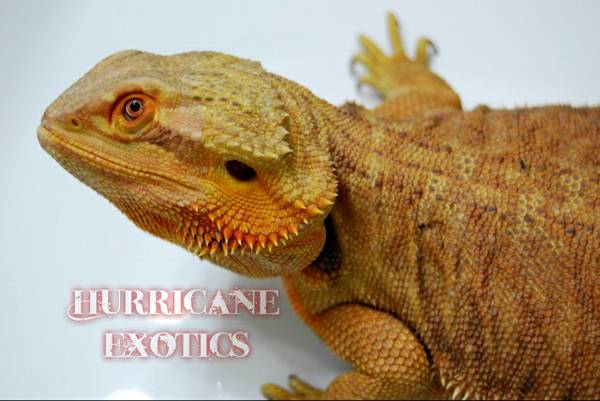 High Colored Bearded Dragons (Pompano Bch)