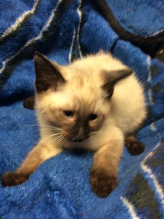 Himalayan looking Kitten (SW Arlington)