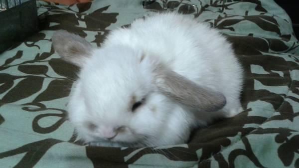 HOLLAND LOP BABY BUNNIESPEDIGREEDPURE BREED (winter haven)