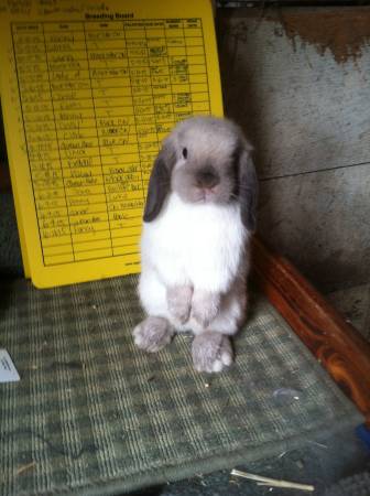 Holland lop bunny