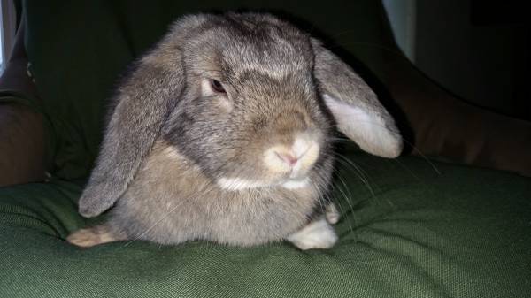 Holland Lop (Centennial, CO)