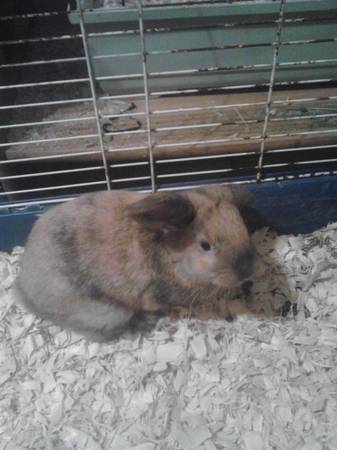 Holland lop mix bunny (Germantown)