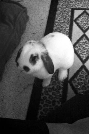 Holland lop rabbit rehoming (Stl)