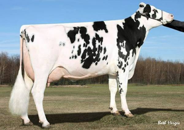 Holstein heifers  springers AI bred registered