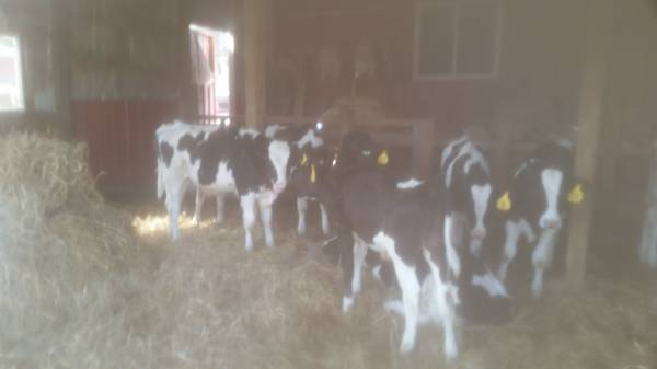Holstein steers. 450lbs (finlayson)