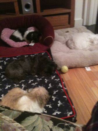 Home Dog Daycare and Boarding (Hopkinton)