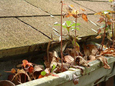 Home Gutter Cleaning