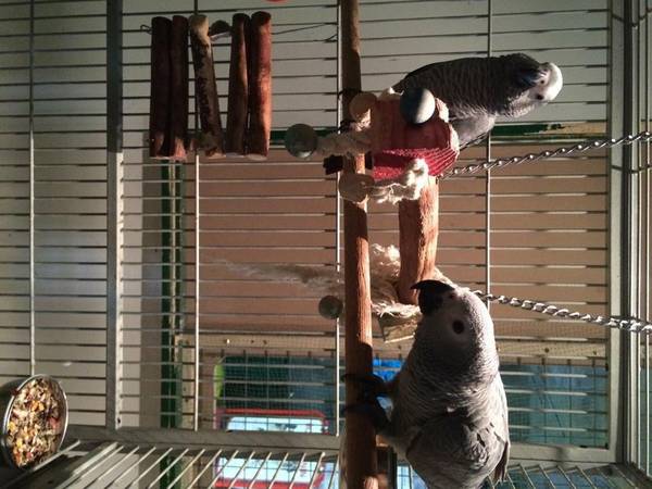 Home Raised Hand reared baby african grey parrots