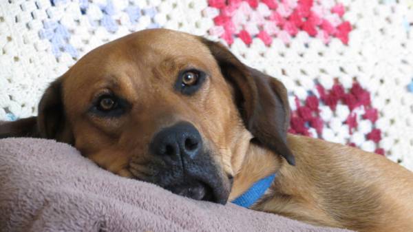 Boxer Puppy (Sioux Falls)