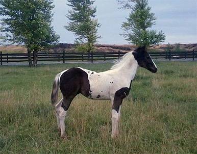 Homozygous APHA Breeders Trust Registered