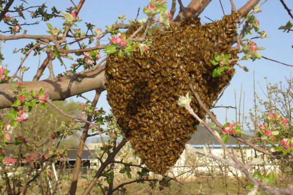 Honey Bee Swarm 20 Reward Offered or Hive Removal (Troy)