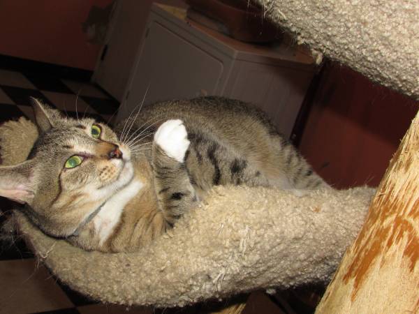 HONEYBEAR THE TABBY NEEDS FOREVER HOME (Bedford, NY)