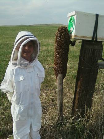 Honeybee swarm removal (Stilwell)