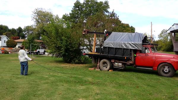 Honeysuckle, Bush, and Hedge Removal (Columbia, IL)