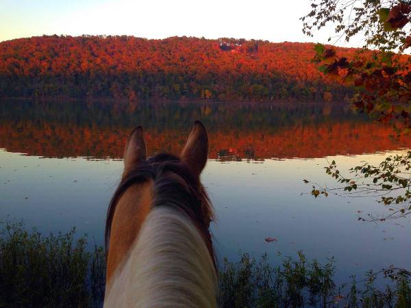 Horse Boarding Available (Fayetteville)