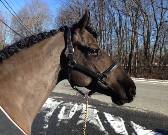 Horse for lease (Purchase, NY)