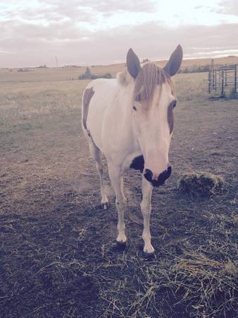 Horse for sale (Cheyenne)