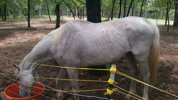 Horse needs to be rehomed (Newalla) (United States)