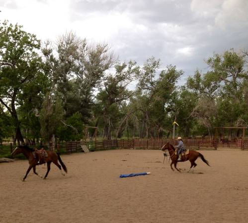 Horse training Colt starting (Eastern MT)