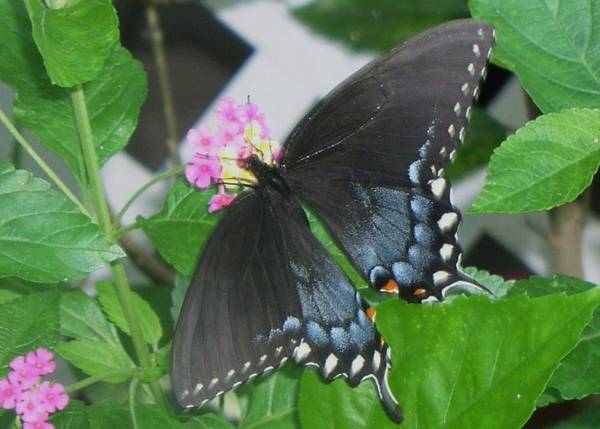Hummingbird amp Butterfly Gardening (Gulf Coast)