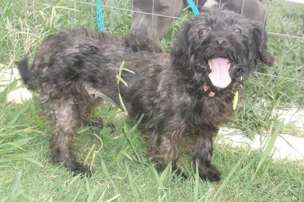 Hurrican beautiful female dauschund mix (north fort worth)