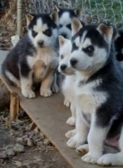 Husky (Clarksville)