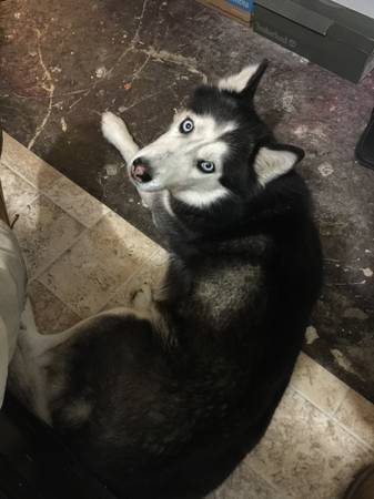 Husky Female 1 Year AKC (Chicago)