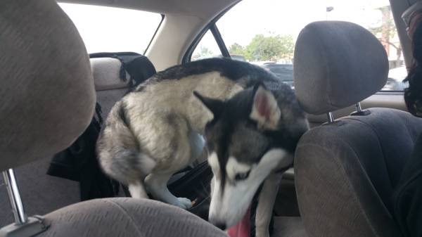 Husky found in north las vegas (young female blue