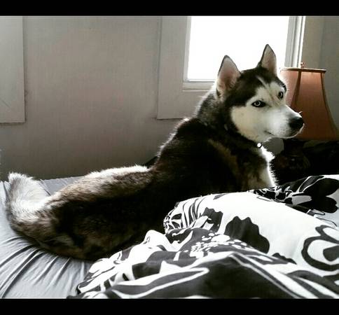 Husky male (Baltimore)