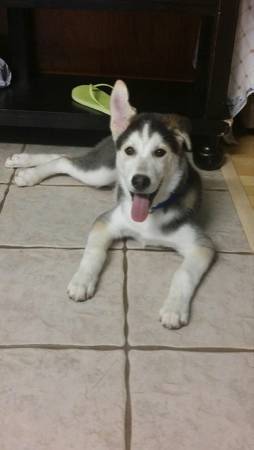 Husky mix (Norman)