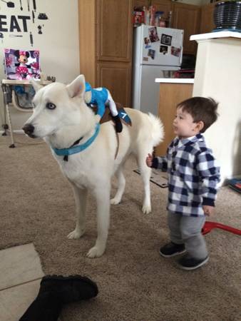 Husky needs a loving family (Highlands ranch)