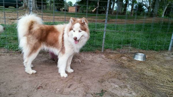 I would love to give a special puppy a home. (Columbia)