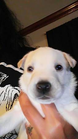 husky pit puppies (Cleveland)