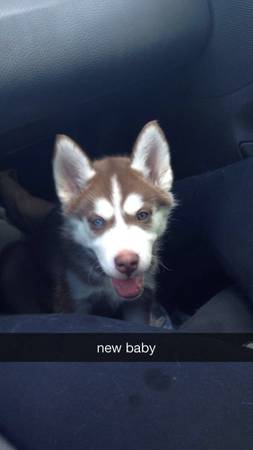 Husky Puppy