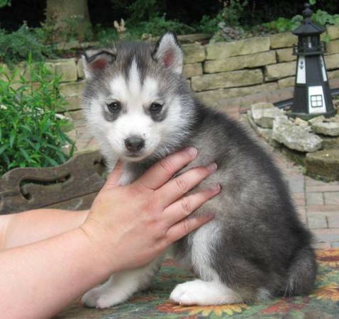 Husky pups available for Adoption