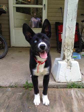 HuskyAustralian Shepherd (Mason)