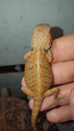 Hypotranslucent bearded dragons