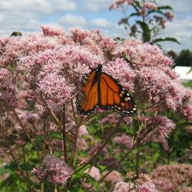 I am looking for MILKWEED amp any other flowers for MONARCHS (Greenfield)