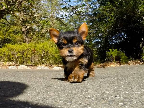 I am needing to Rehome my 3 months old Yorkie puppy