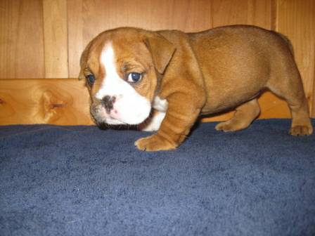 I am needing to Rehome my 3 months olde English Bulldogs.