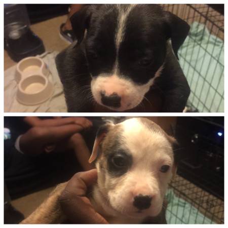 I AM NOT A BREEDER Pit Bull Puppies NEED NEW HOMES (Baltimore, MD)