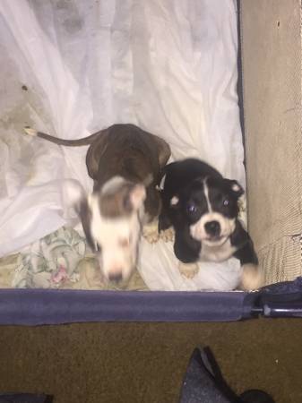 I AM NOT A BREEDER Pit Bull Puppies NEED NEW HOMES (Baltimore, md)